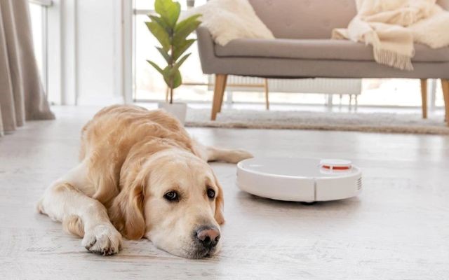 Are pet accidents preventable by robot vacuums?