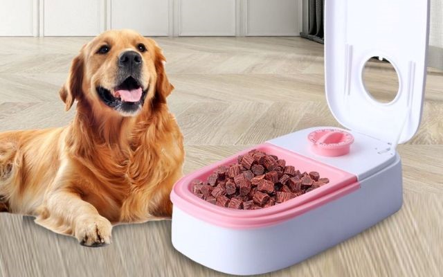 Automatic feeders are advantageous to your pets