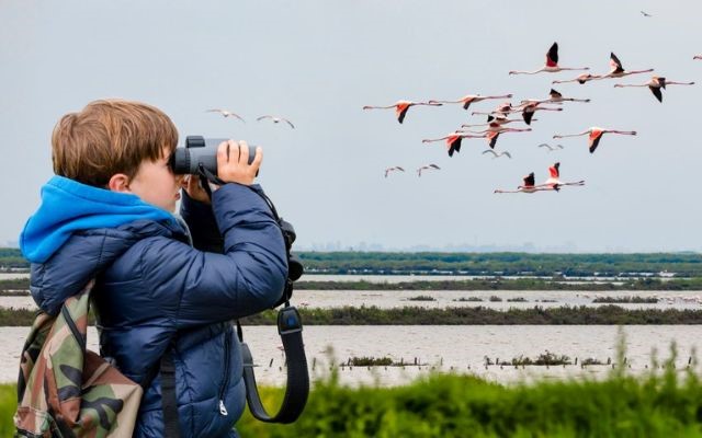 Factors to consider when buying the best binoculars for bird watchers