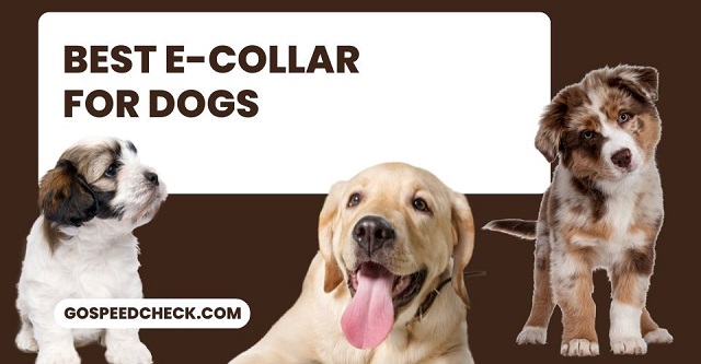 Best e collar dog training