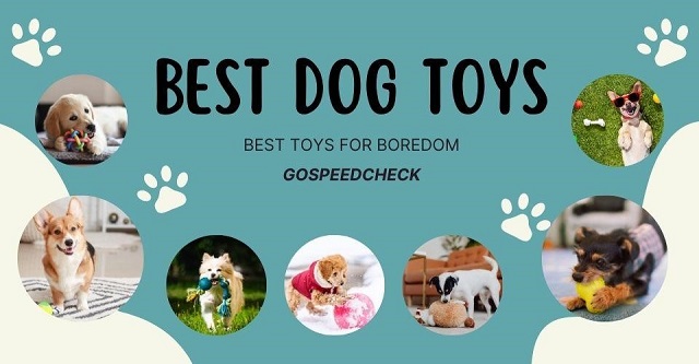 Best dog toys to keep them busy