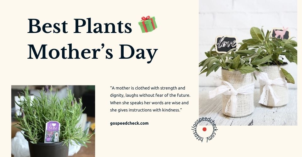 Best Mother's Day plant ideas